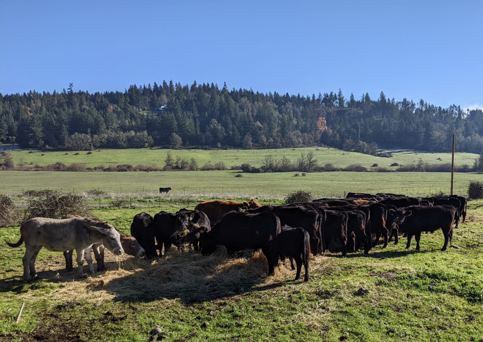 Black Angus herd on green pasture