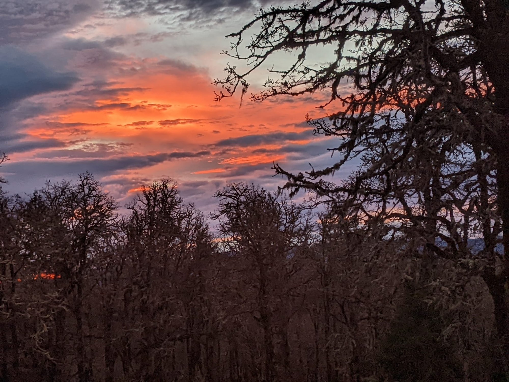 Autumn foliage along the forest edge at Spencer Shadow Ranch
