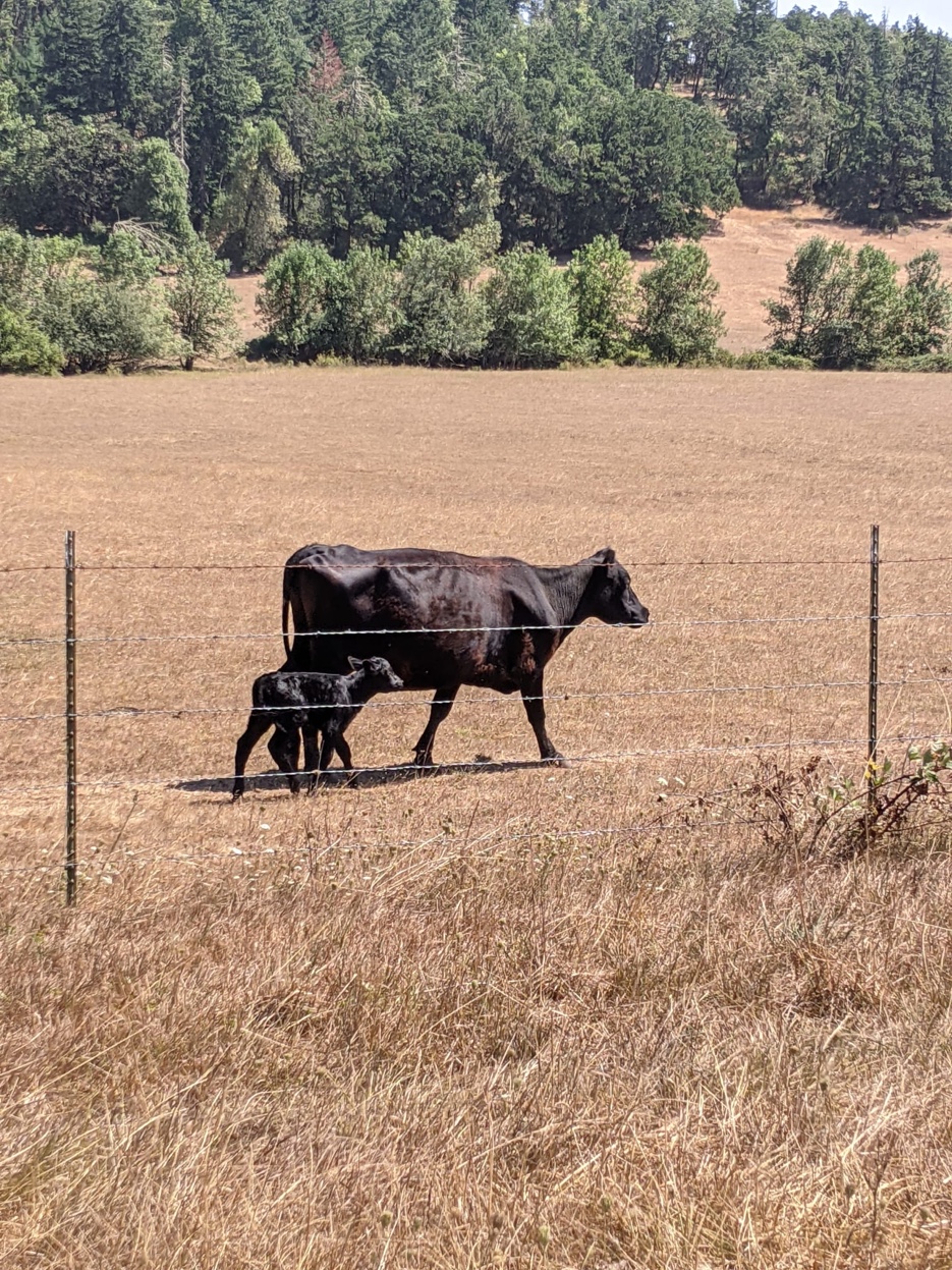 Cattle eating hay in front of weathered red-roofed barn with forested hillside behind