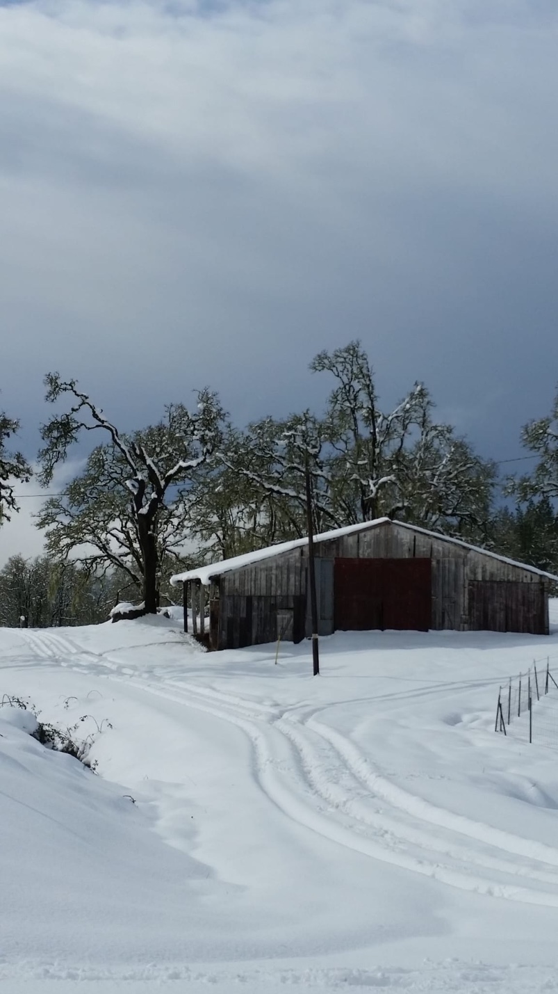 Weathered barn with red door under snow-covered oak trees after a heavy snowfall