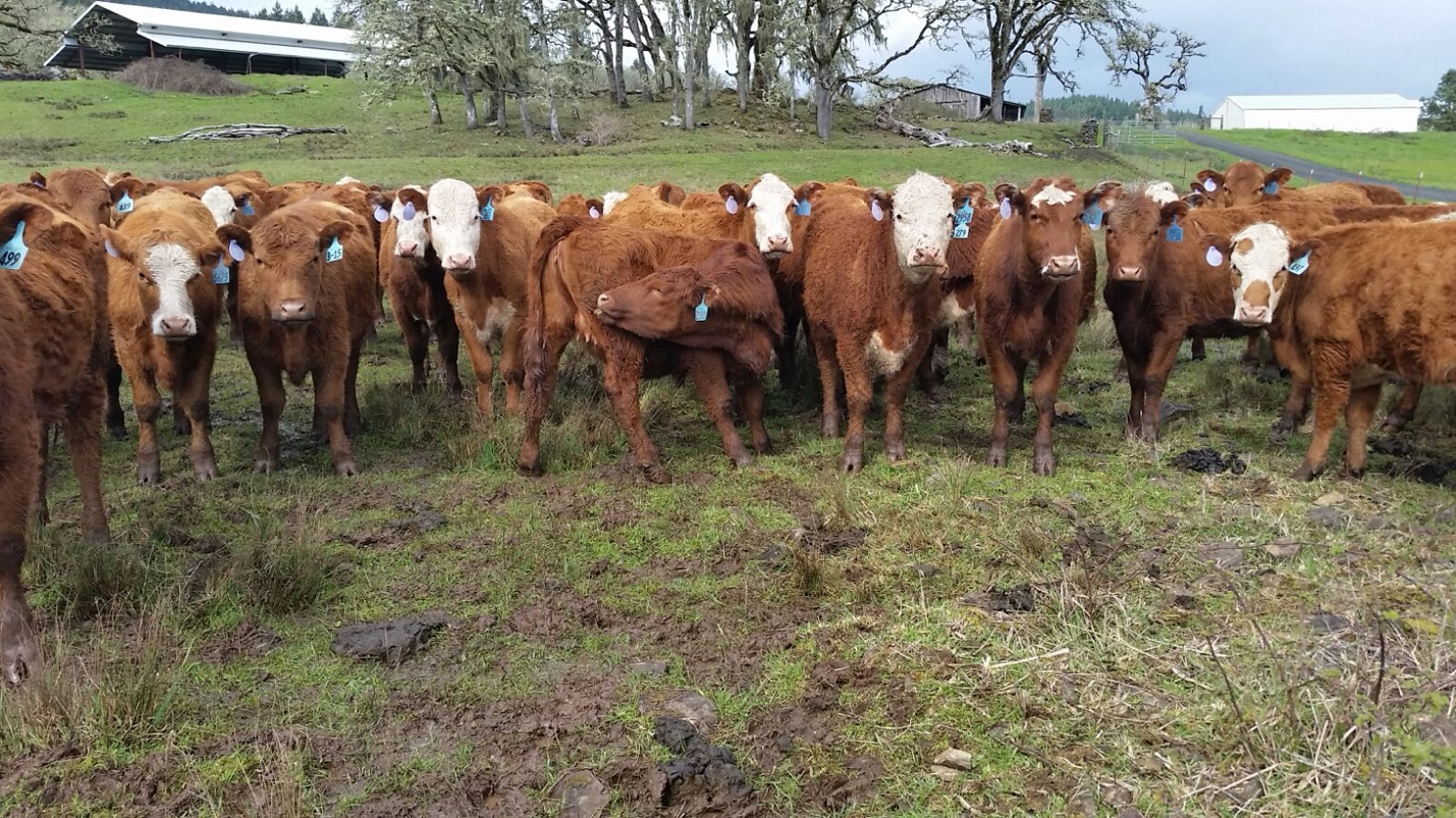 Row of young calves with blue ear tags standing in a line facing the camera