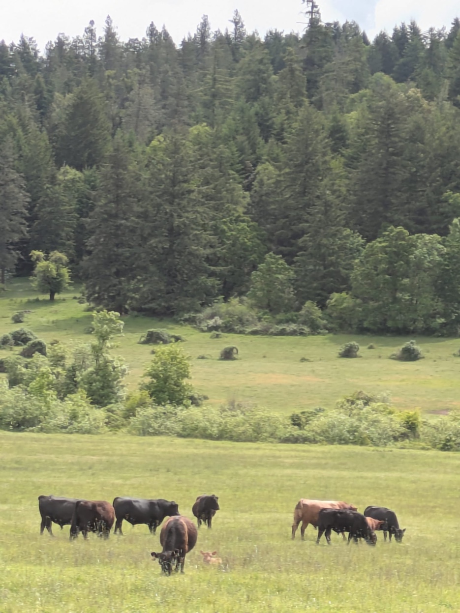 Angus cattle grazing near a blooming apple tree with forested hills behind