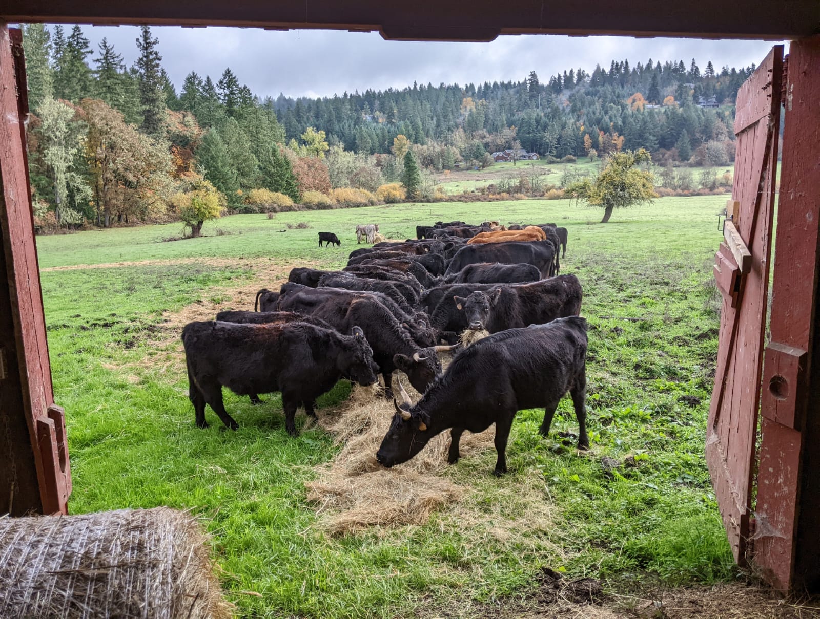 Black Angus cattle group viewed through barn door onto green pasture
