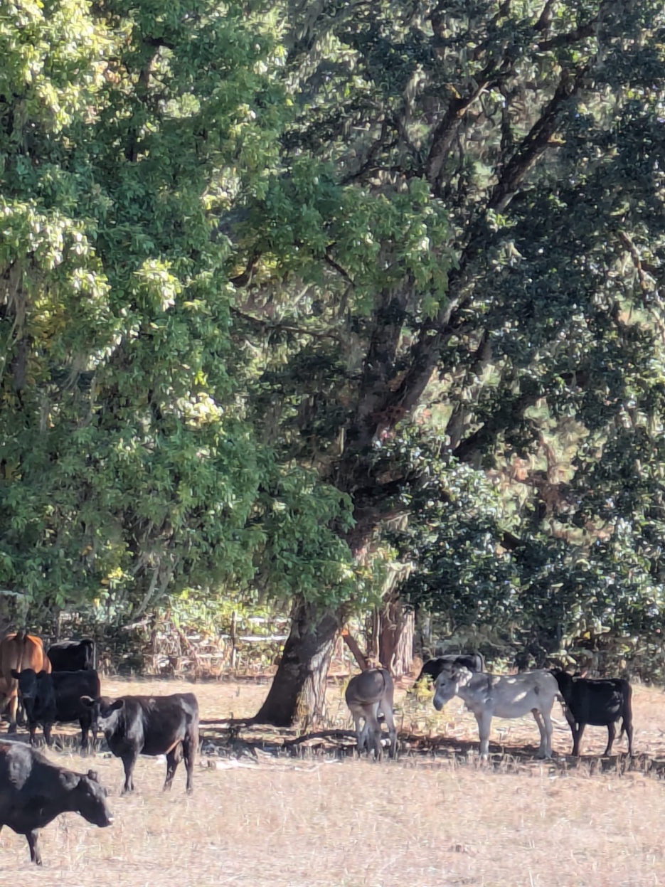 Cattle and donkeys together in dappled shade under a large oak tree