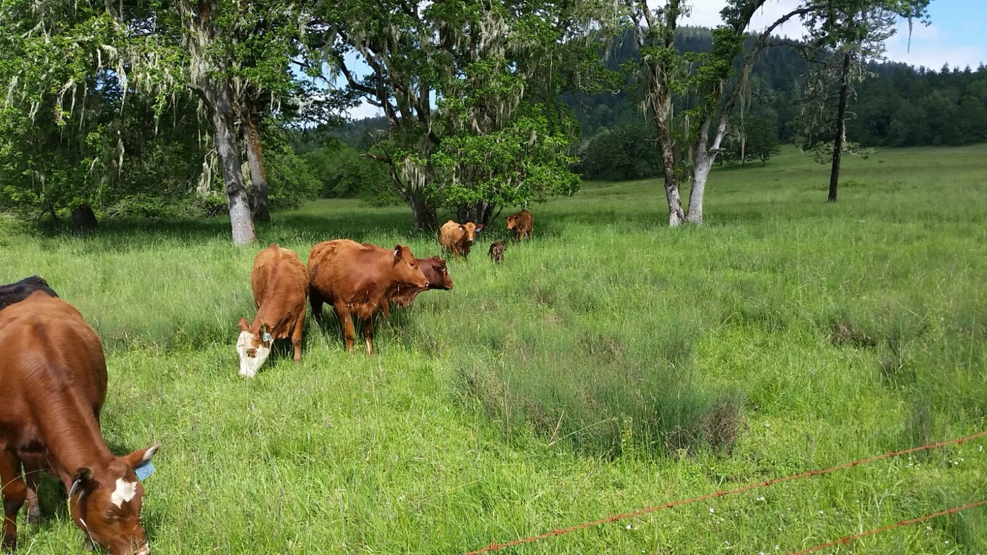 Cattle under lichen-draped oaks