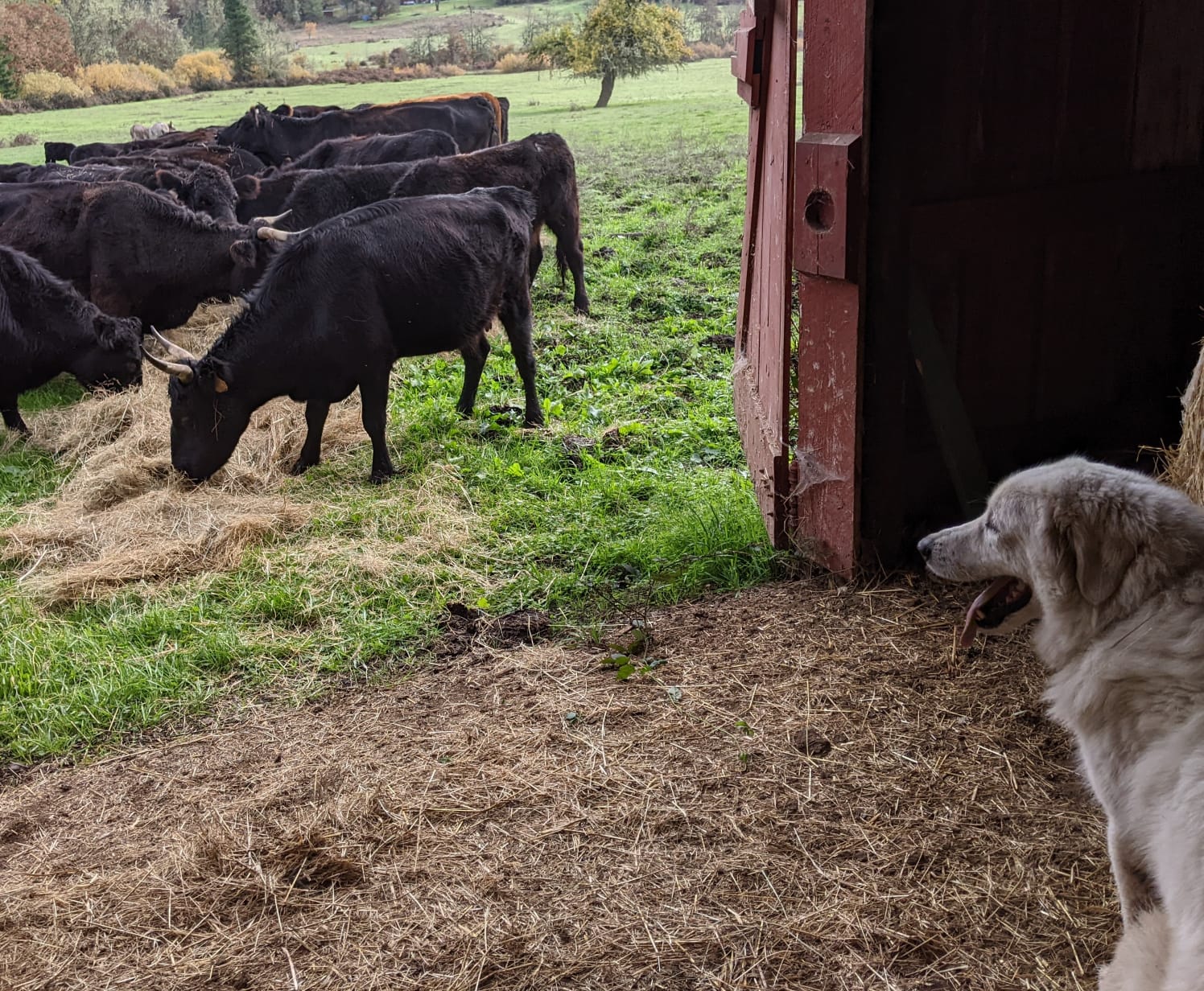 Guardian dog watching the herd from the barn