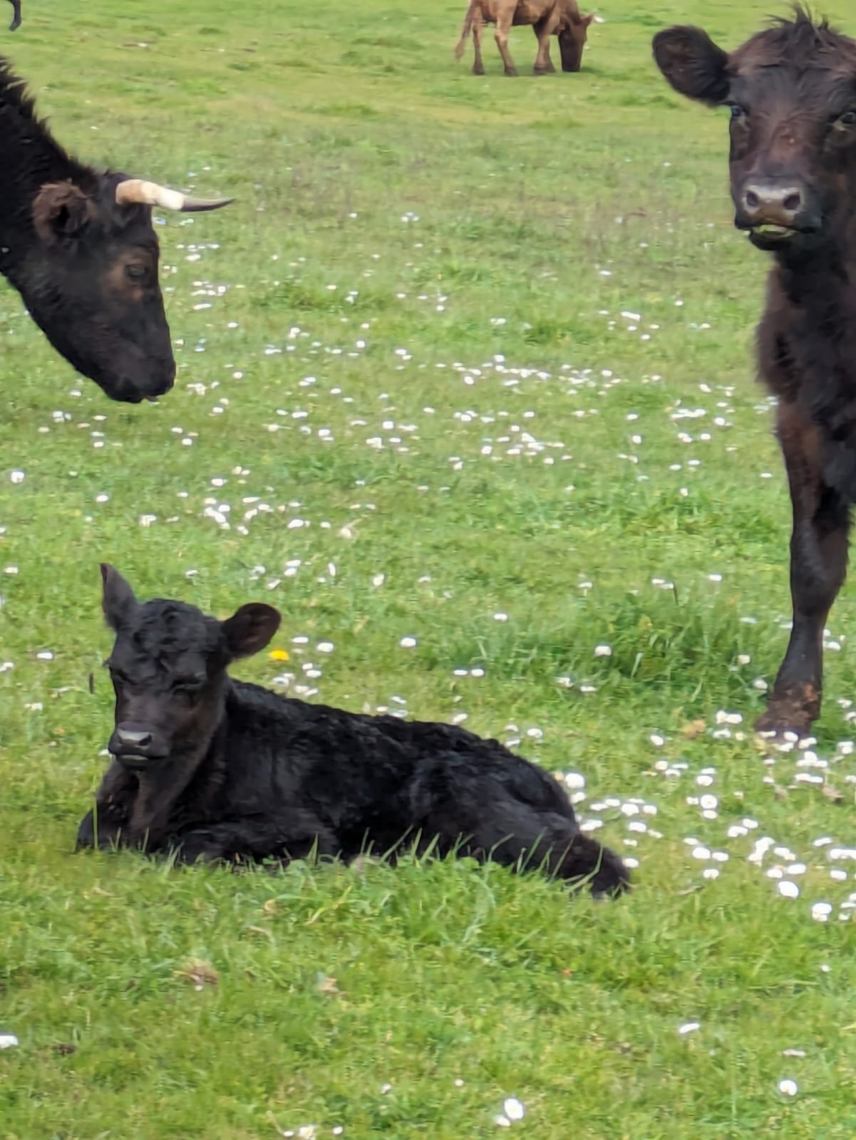 Angus cow with calf on pasture