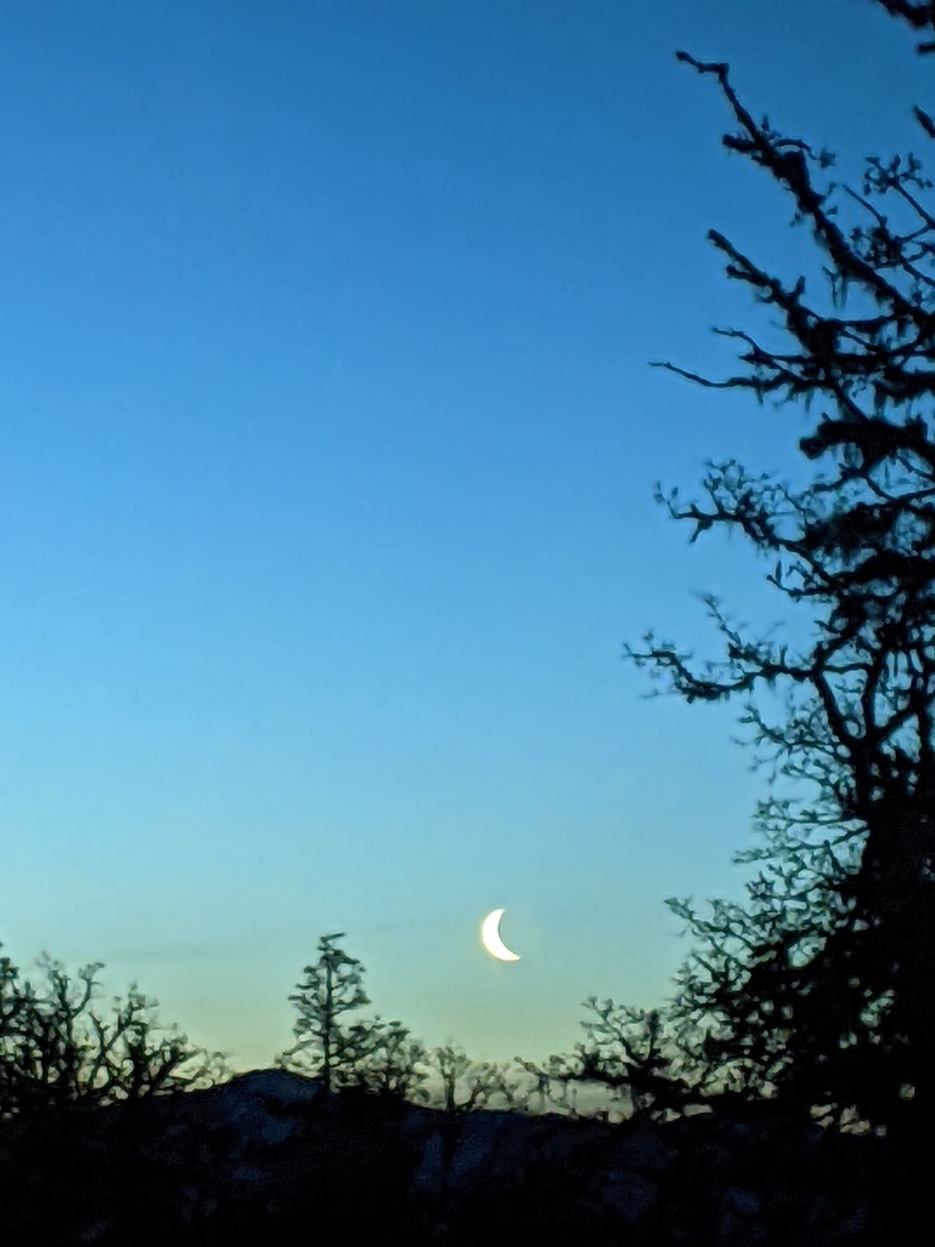 Crescent moon in blue twilight sky above silhouetted oak trees