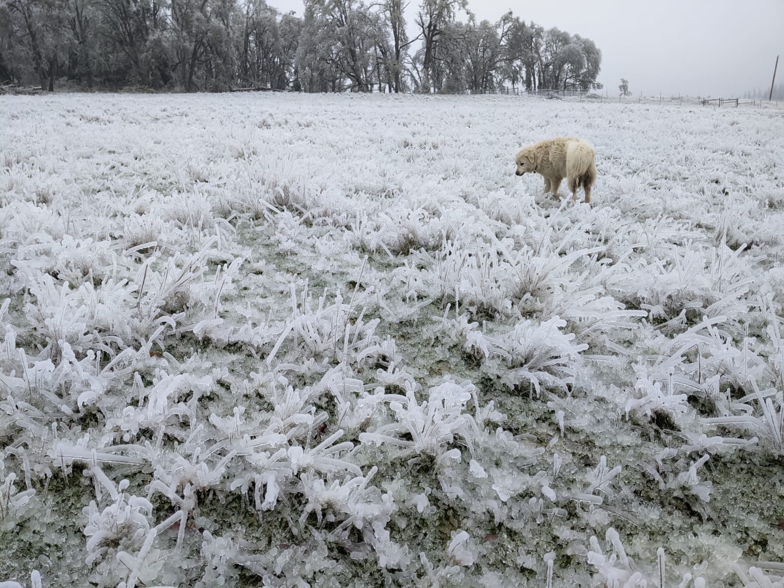 Guardian dog on frosty pasture