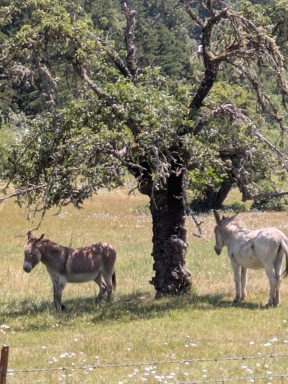 Two donkeys standing in dappled shade beneath an old oak tree