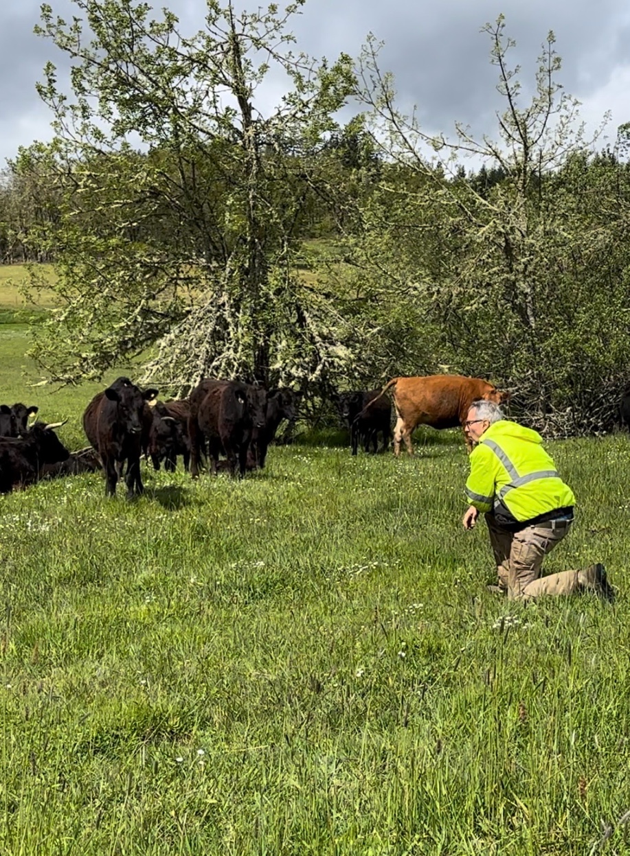 Doug kneeling in the pasture with the Angus herd
