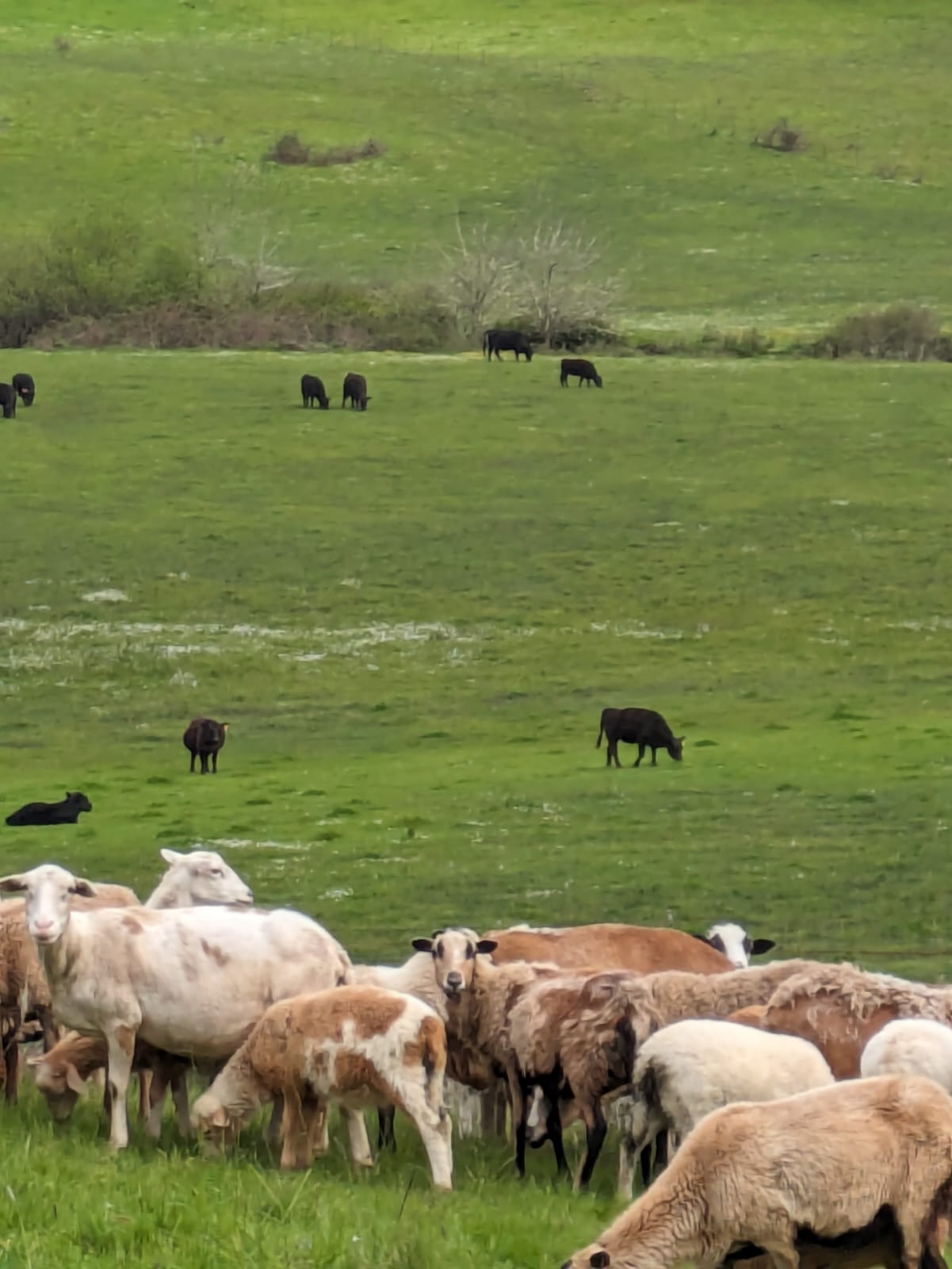 Doug McCarty with sheep flock at Spencer Shadow Ranch