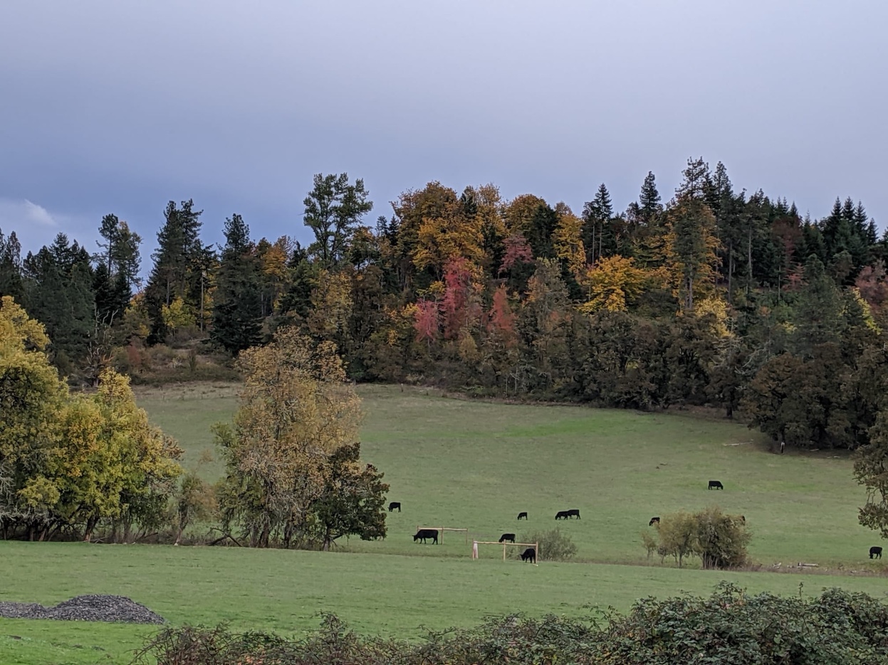 Black Angus cattle grazing on green pasture with fall foliage on surrounding hills