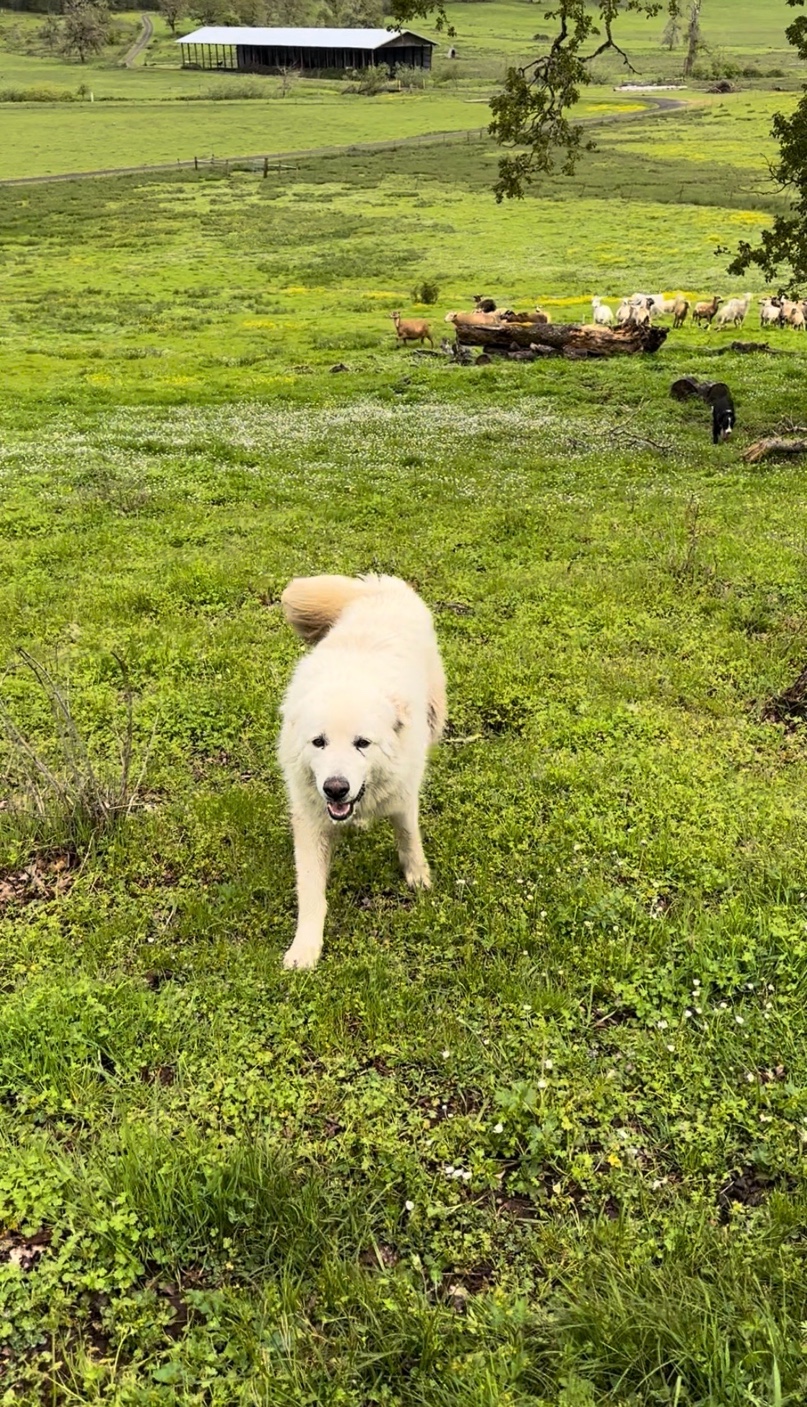 Guardian dog on green pasture at Spencer Shadow Ranch