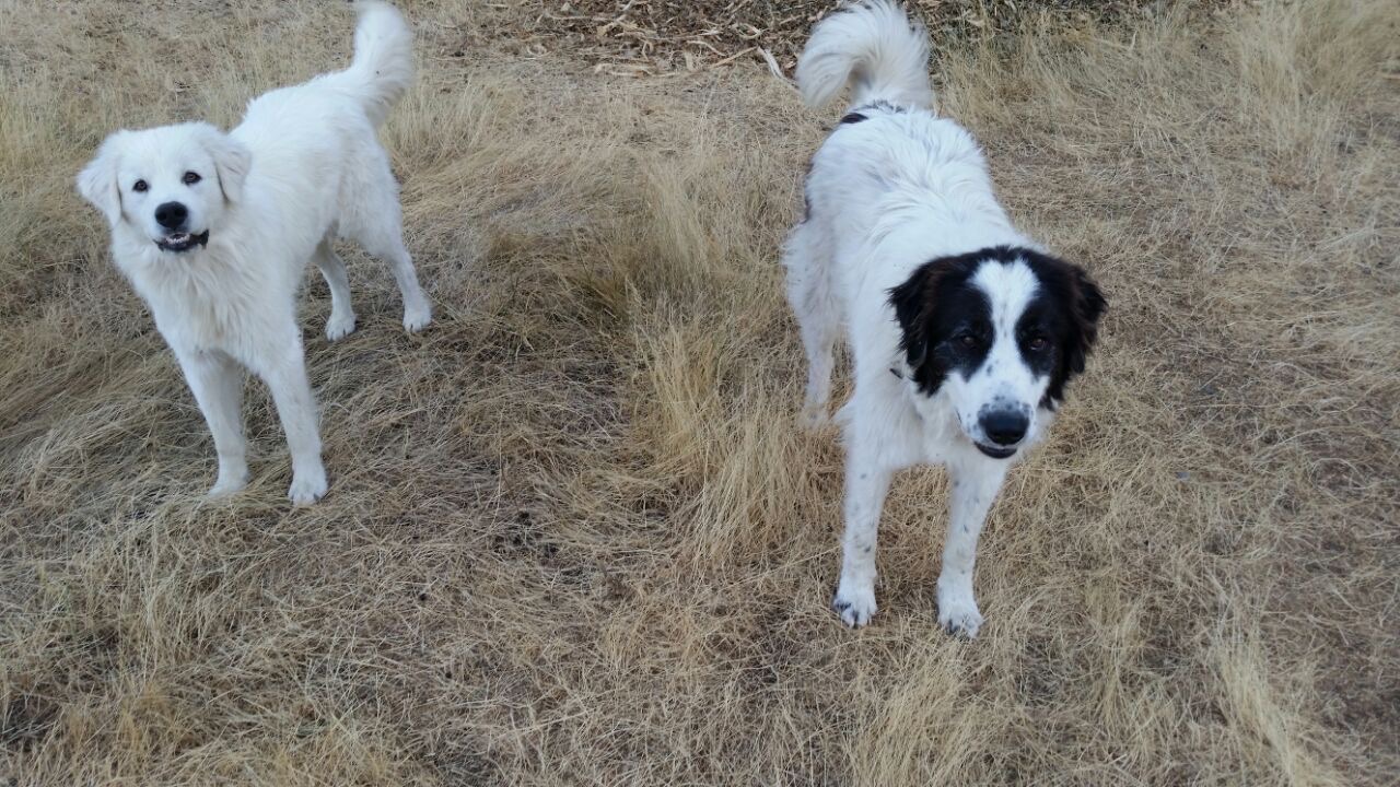 Two guardian dogs on the ranch
