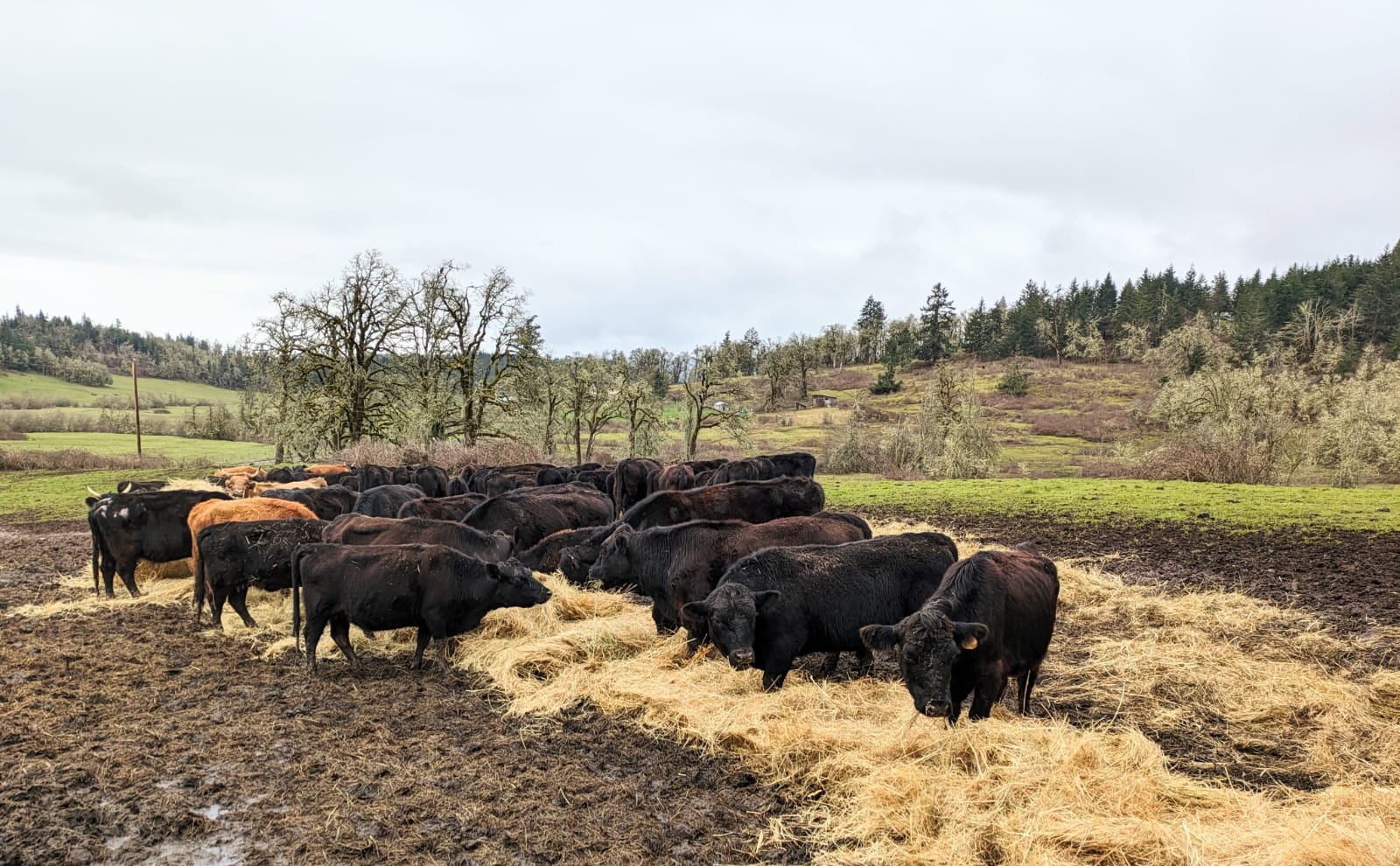 Herd eating hay with oaks in background
