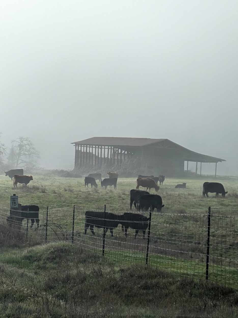 Cattle gathering near barn in thick morning fog