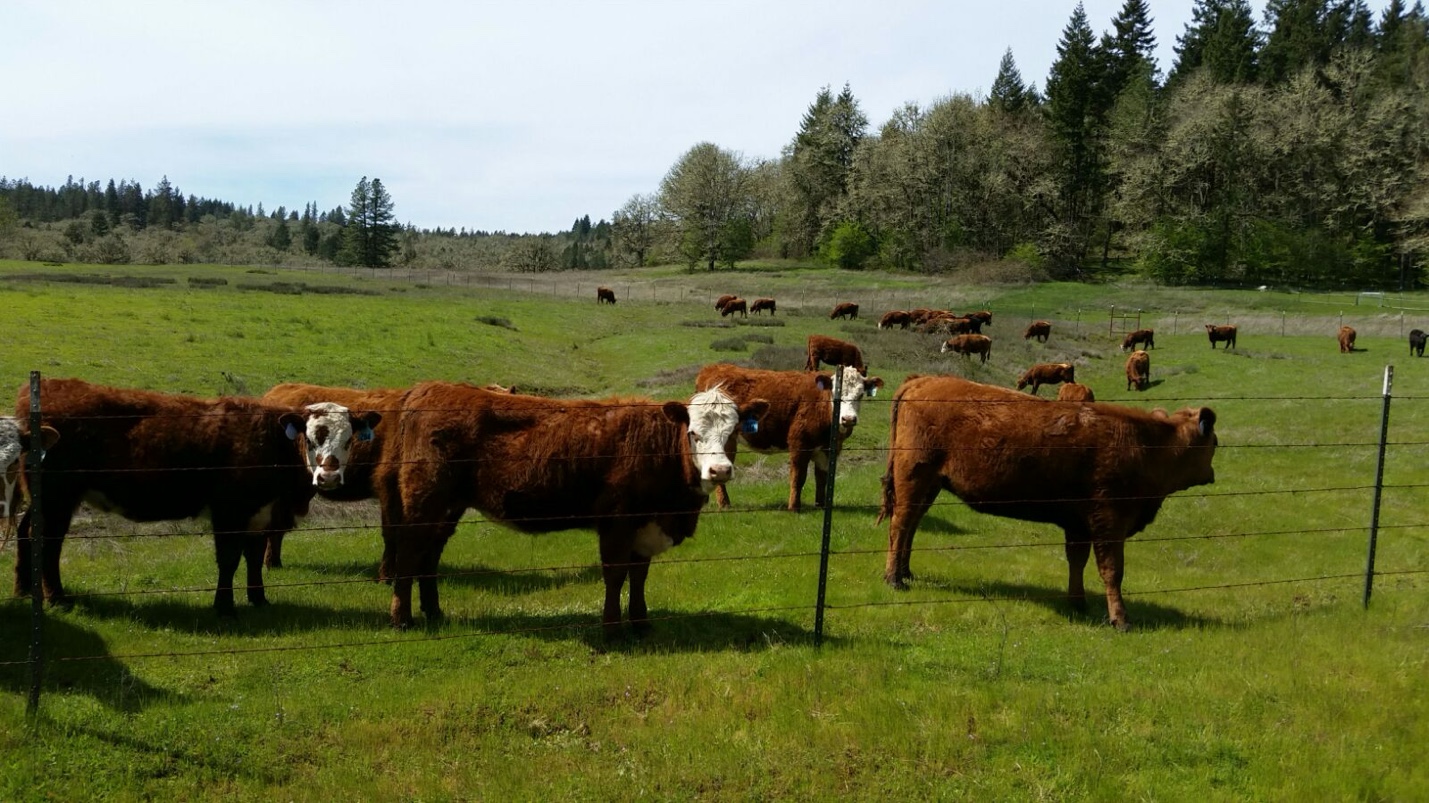 Cattle grazing on wide green valley pasture with forested hills rising behind