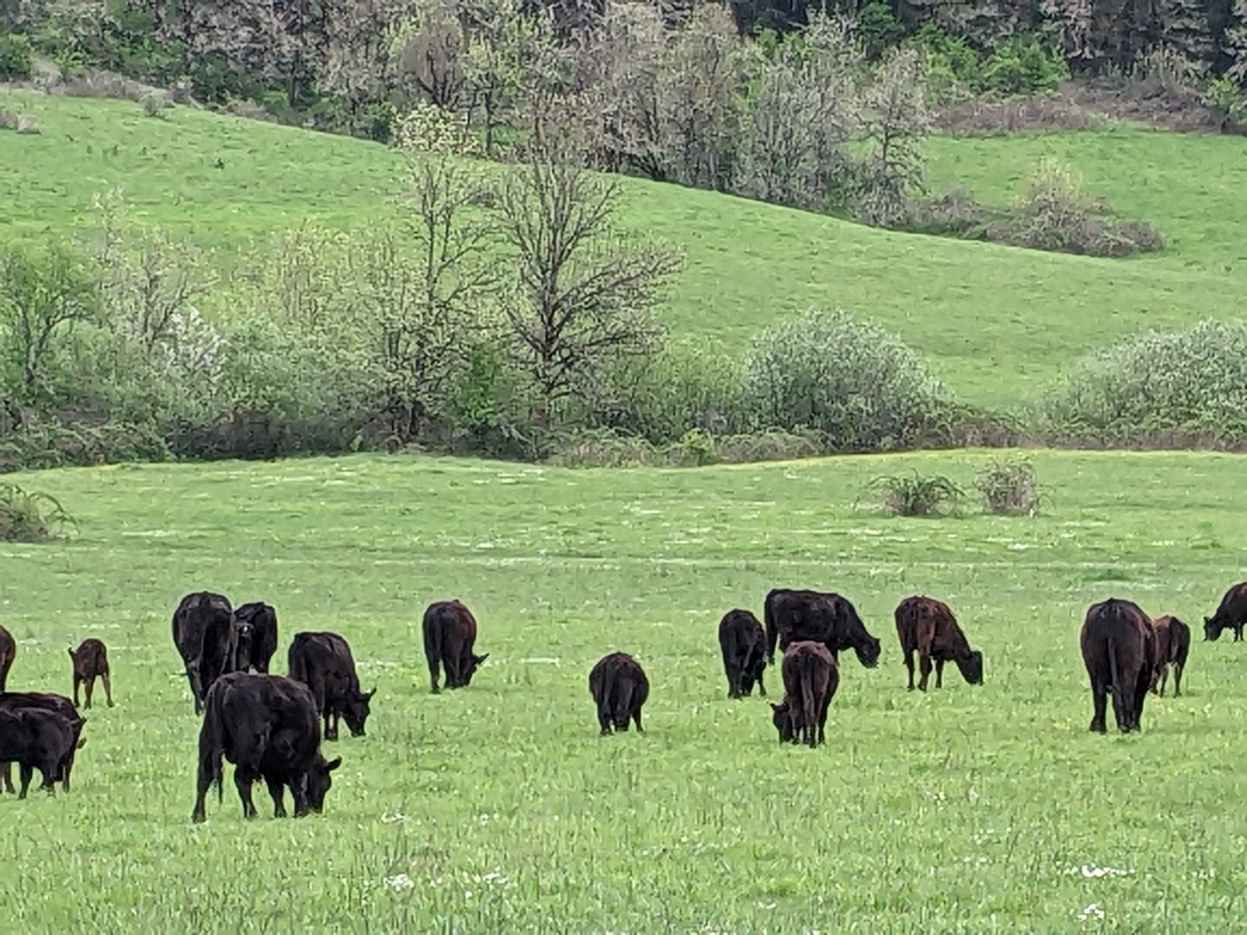 Black Angus herd walking through spring wildflowers toward camera