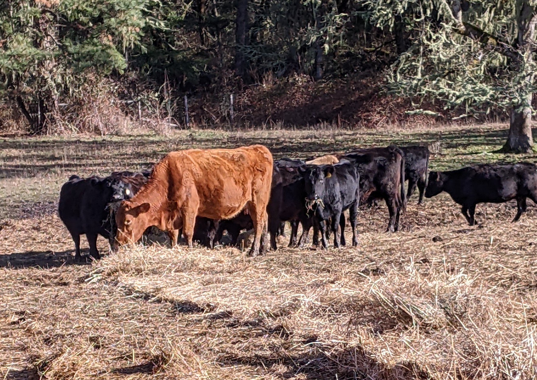 Cattle feeding on winter hay at Spencer Shadow Ranch