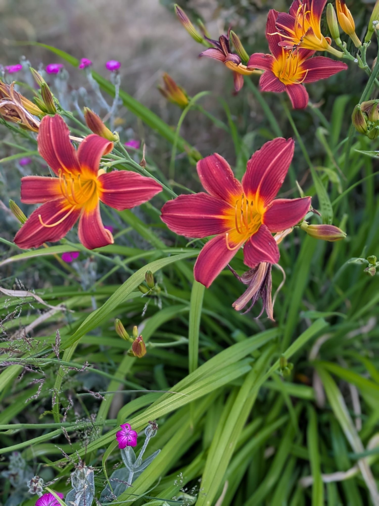 Wild irises on the ranch