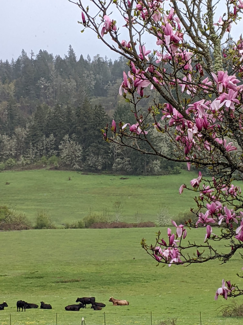Pink magnolia blossoms framing cattle resting on green pasture