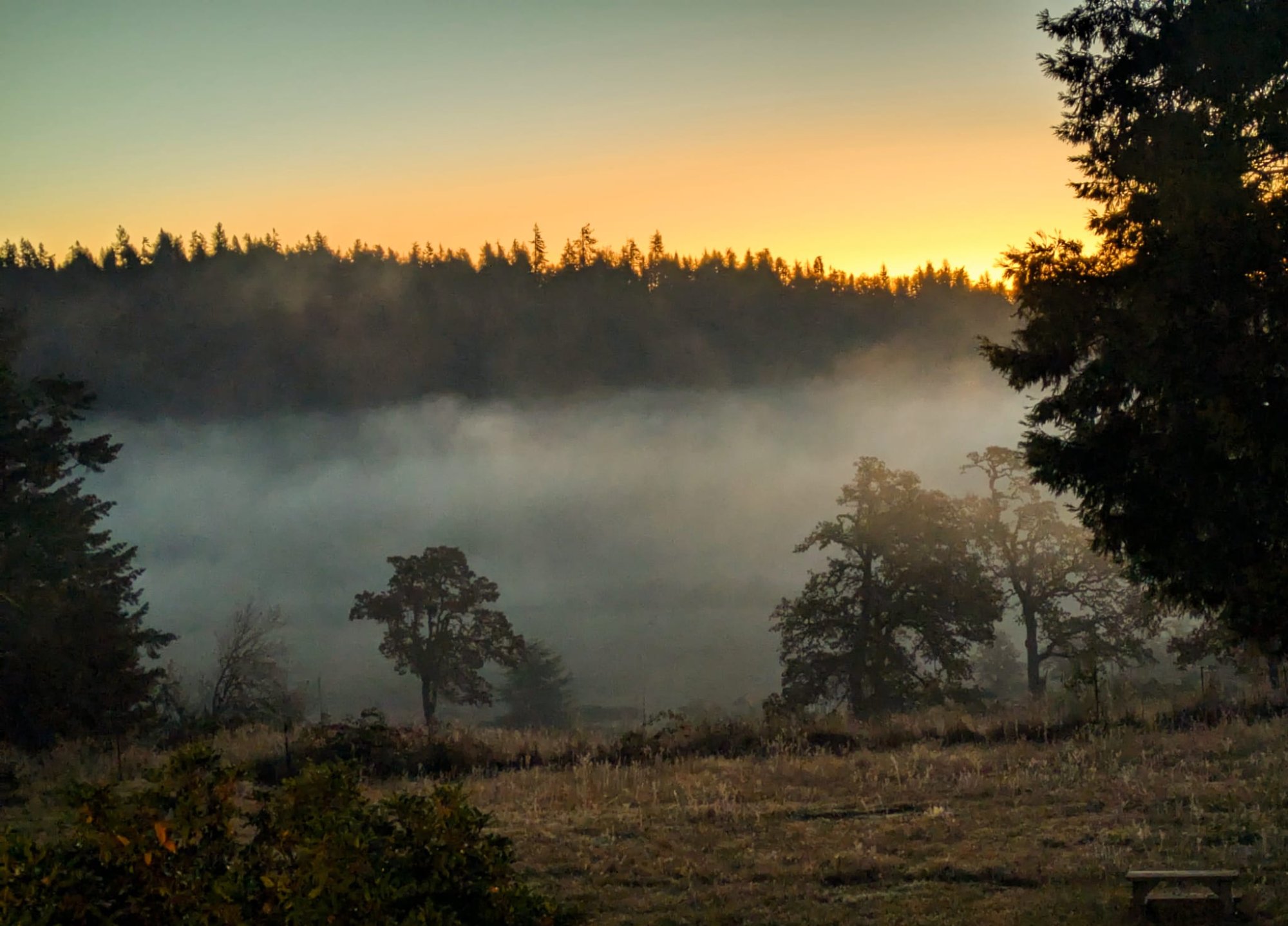 Sunrise light filtering through misty oak and pine forest on the ranch