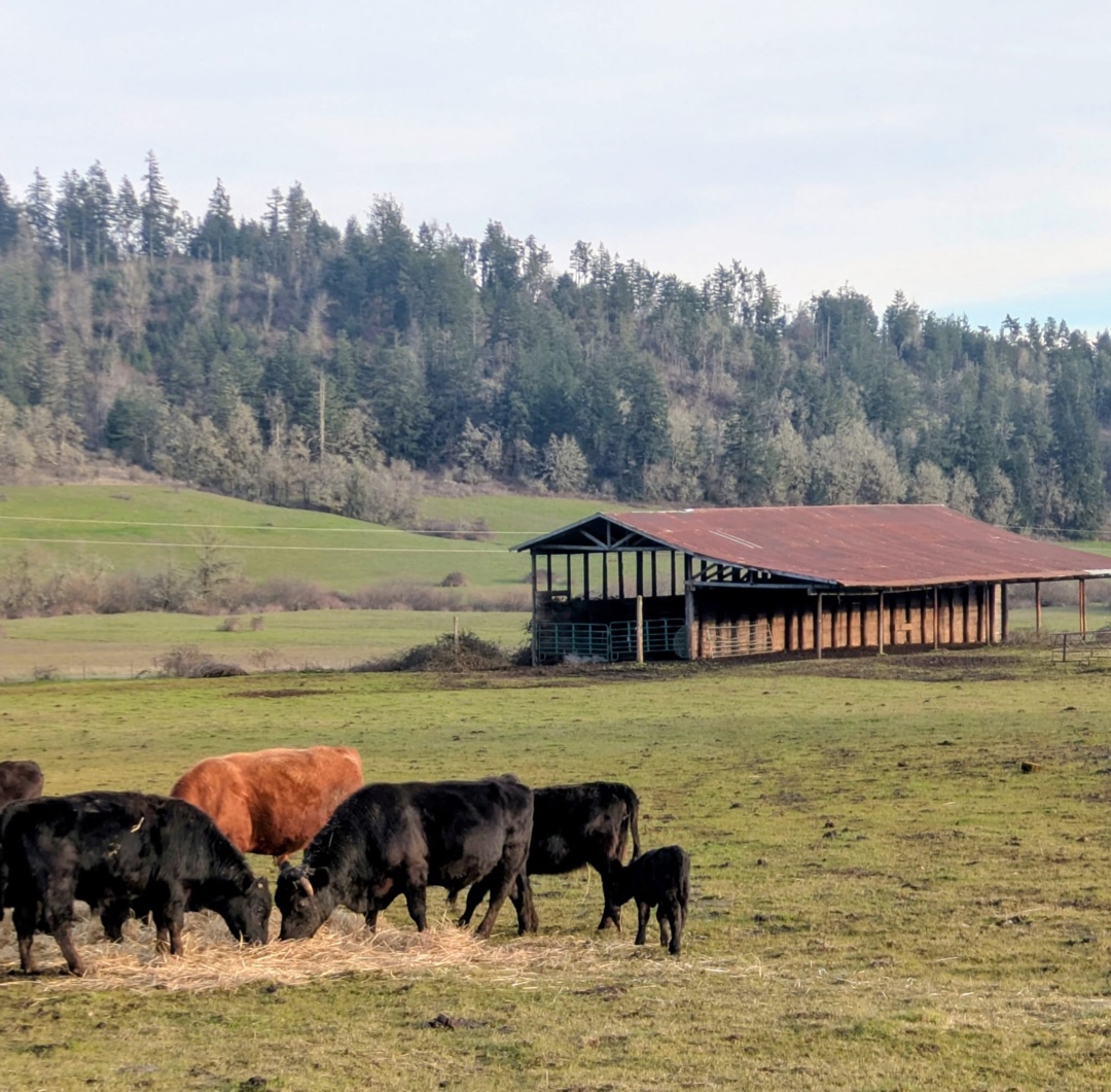 Large mixed herd of cattle gathered on green pasture under dramatic cloudy sky