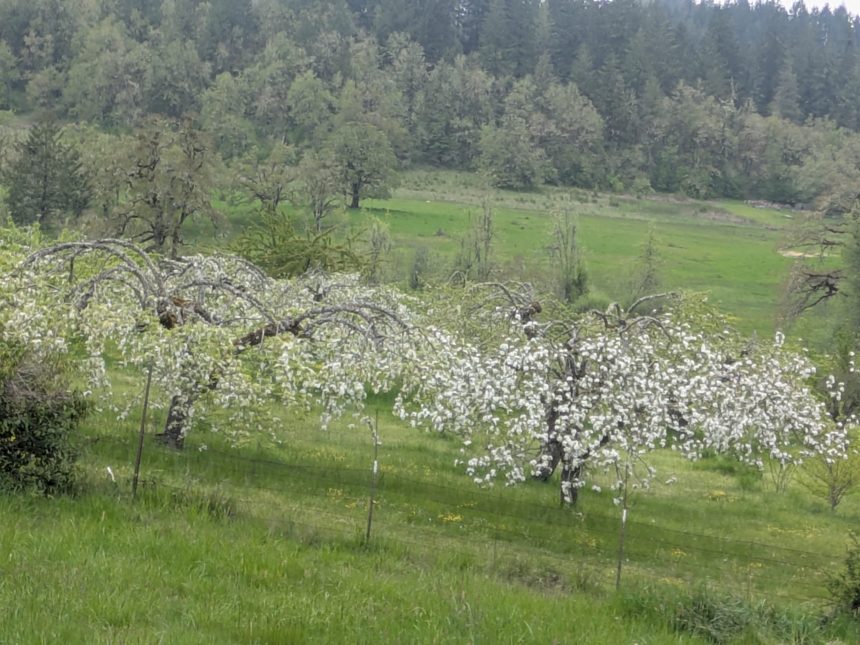 Orchard trees in full white bloom with green pastures and forested hills beyond