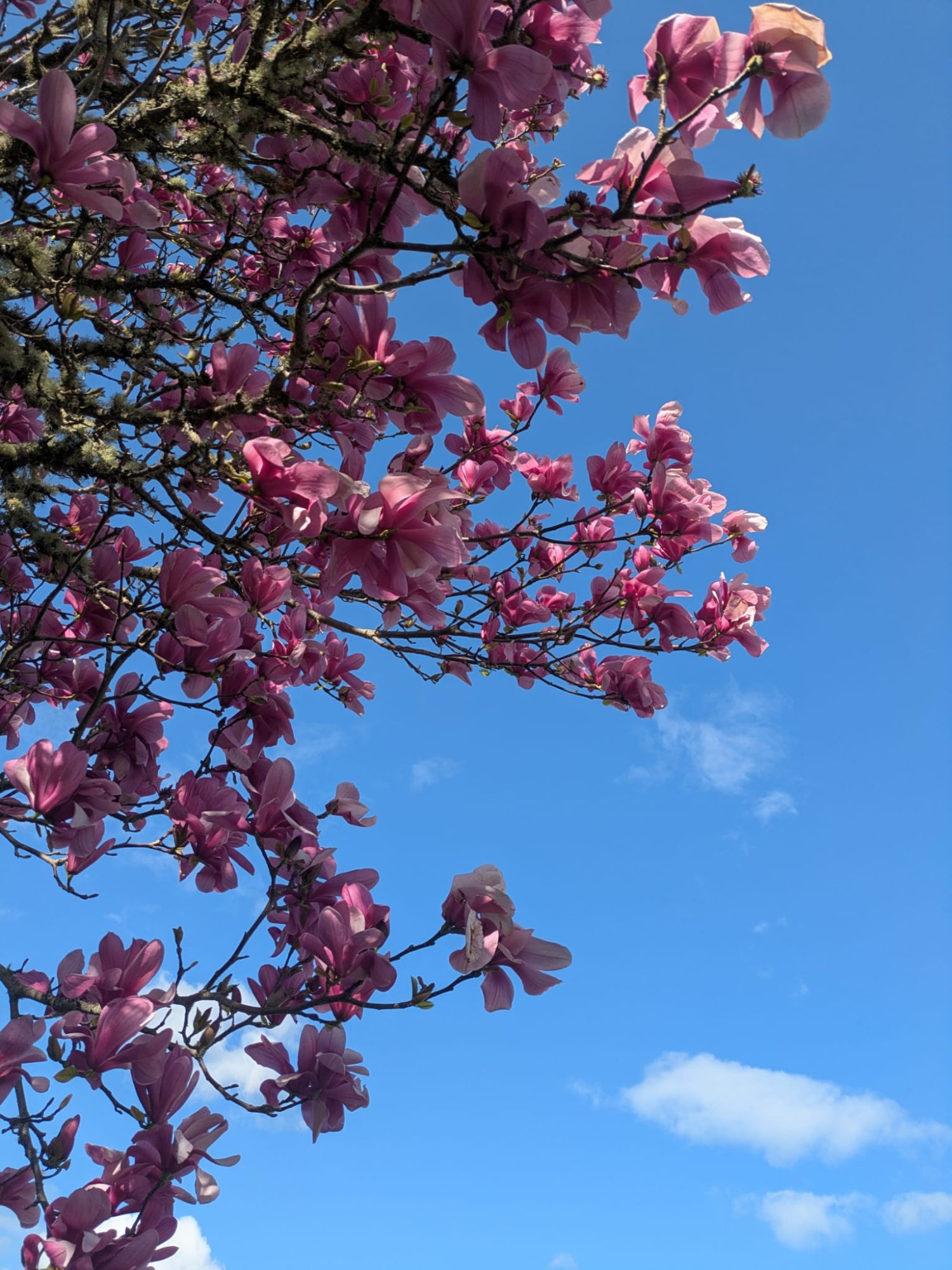 Pink lilies in the ranch garden