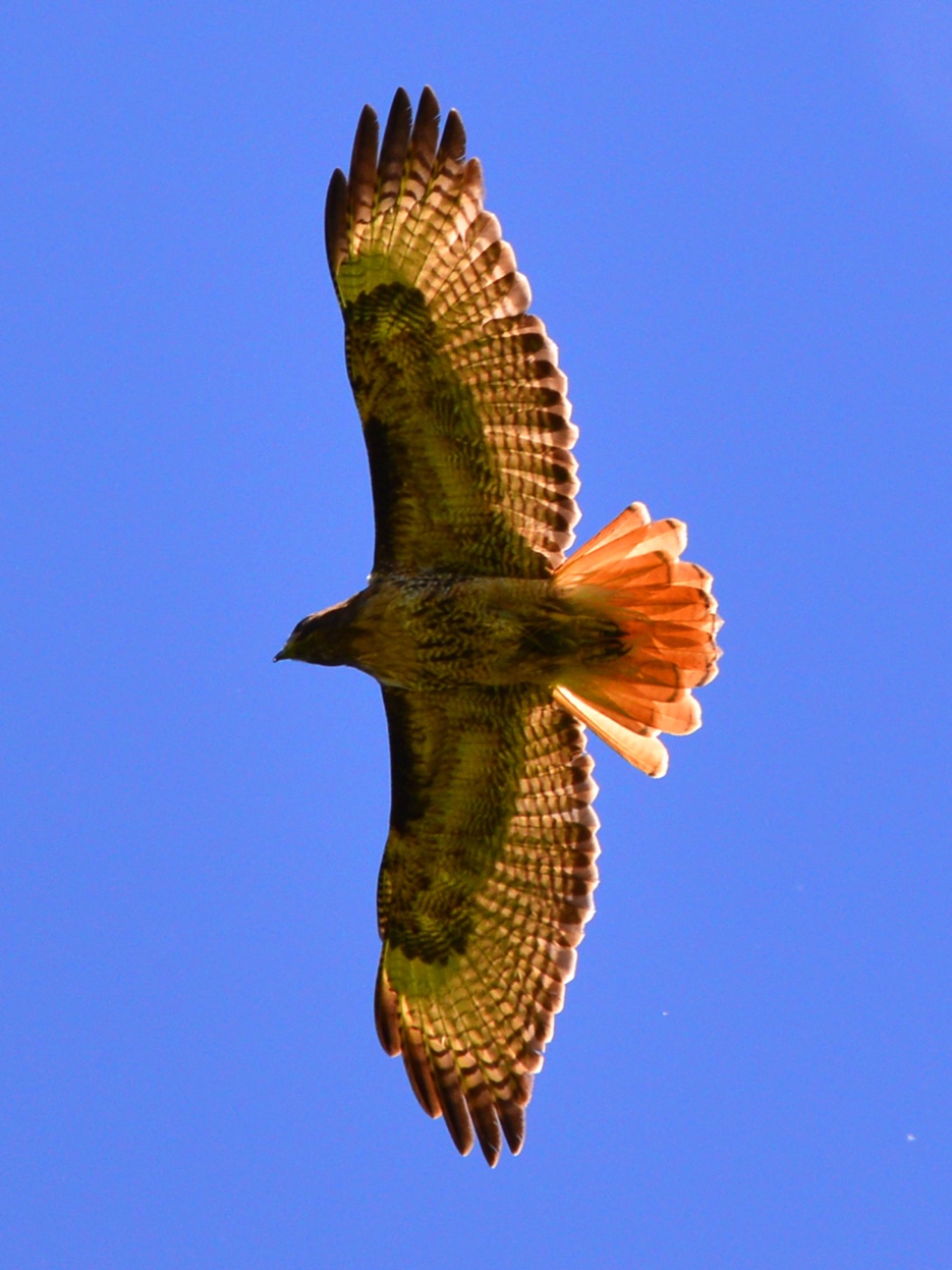 Red-tailed hawk soaring overhead against blue sky, photographed from below