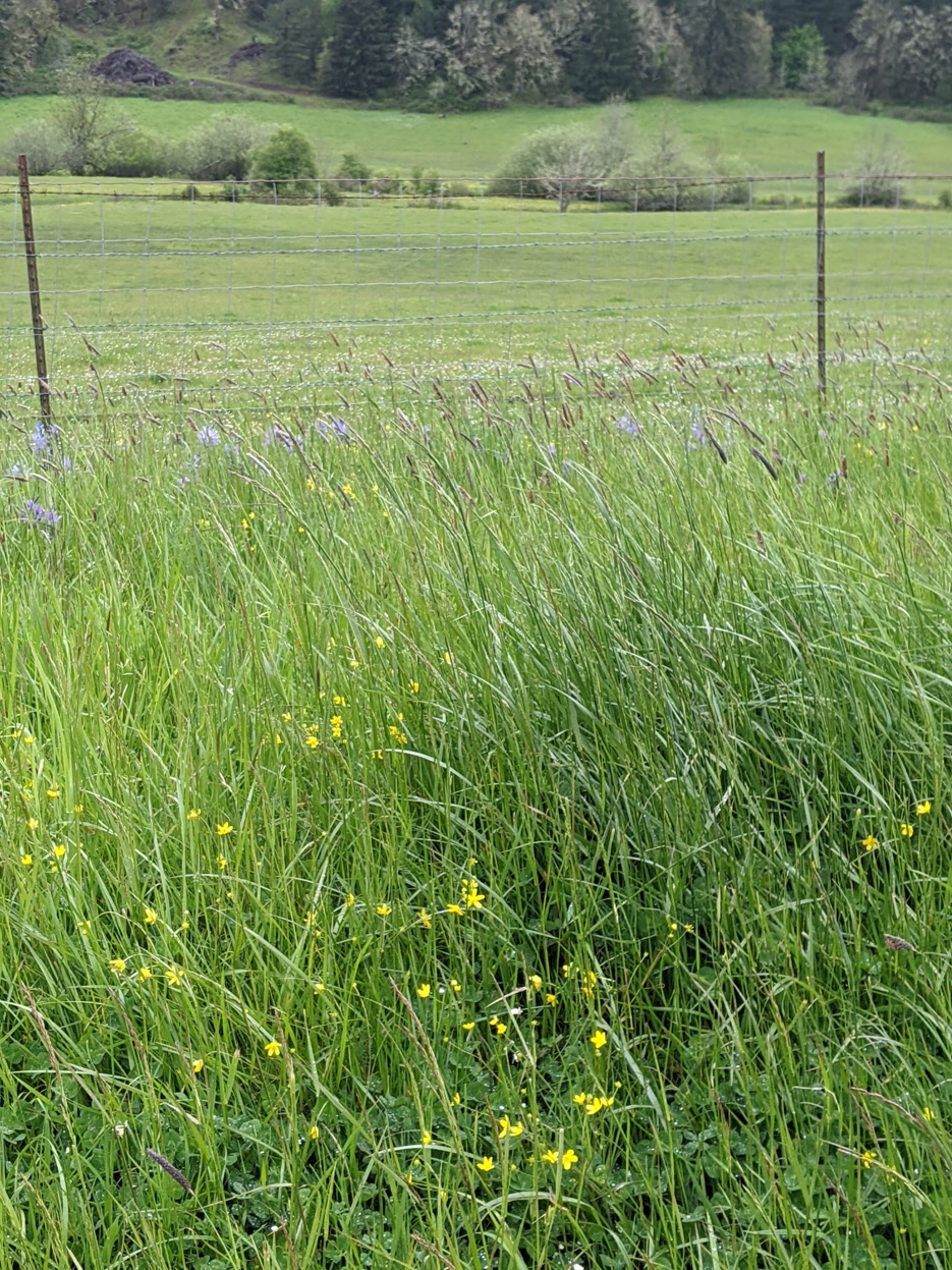 Tall spring grass with buttercups and wildflowers along ranch fence line