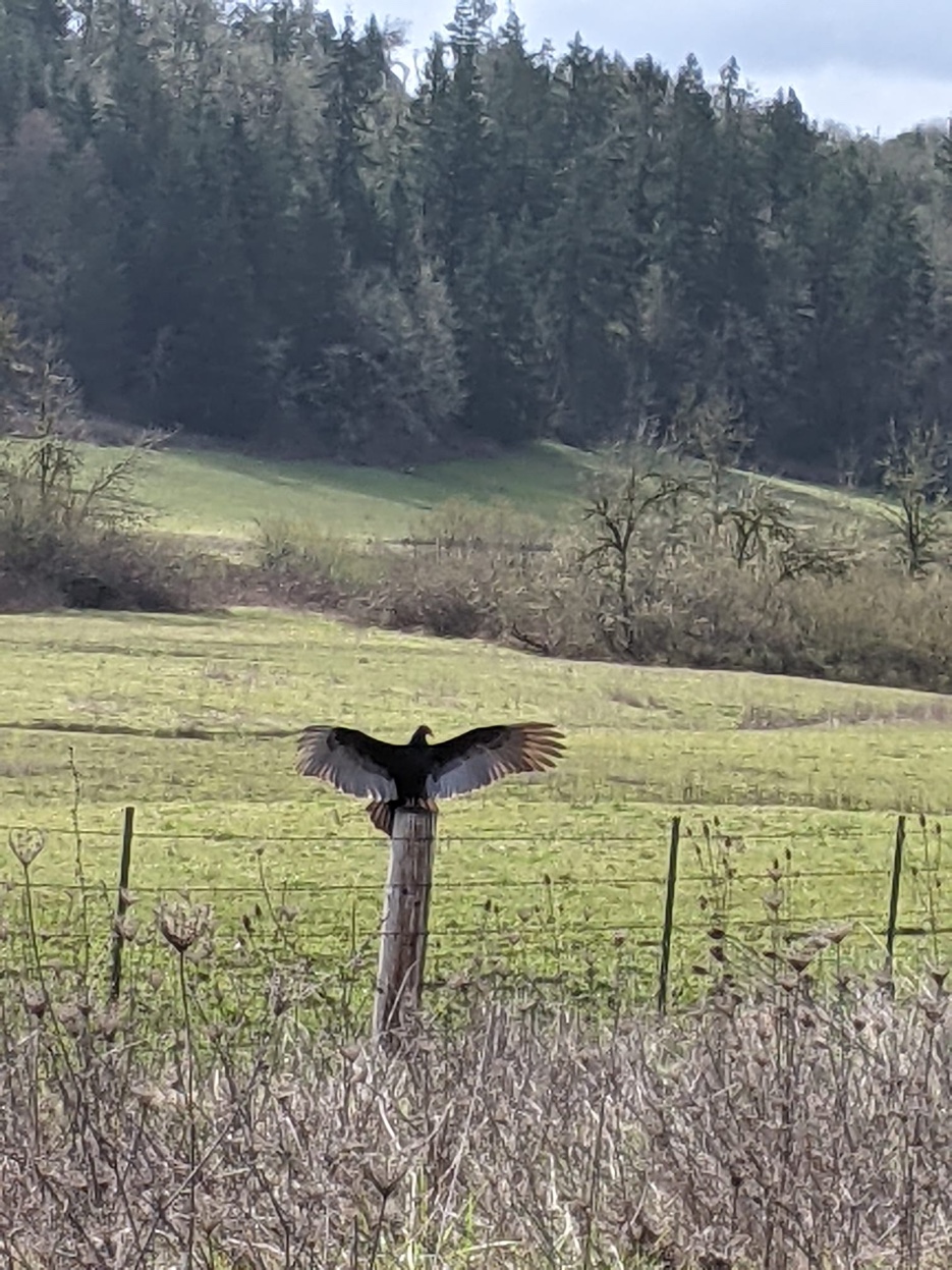 Turkey vulture spreading its wings on a fence post with green pasture behind